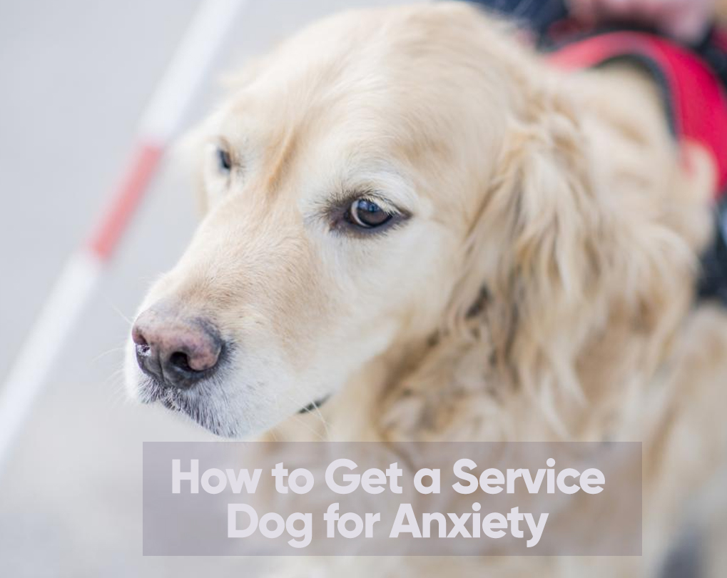 How To Get A Service Dog For Anxiety And Depression