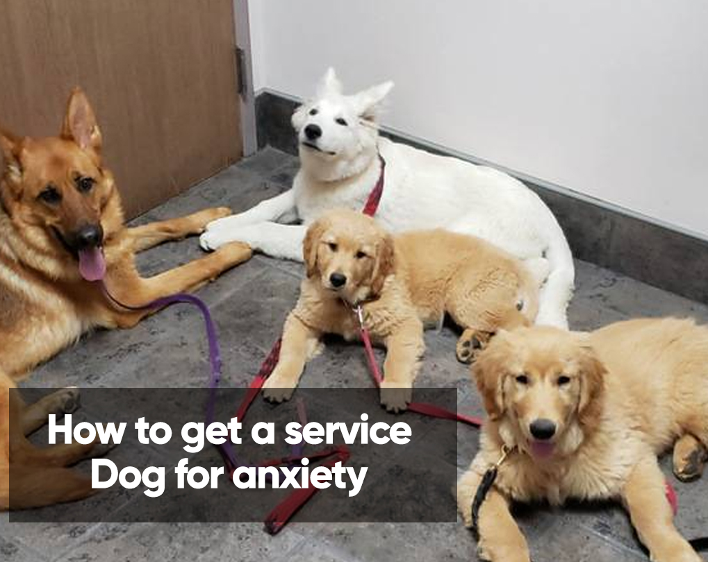 How To Get A Service Dog For Anxiety