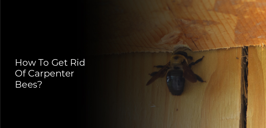 How To Get Rid Of Carpenter Bees