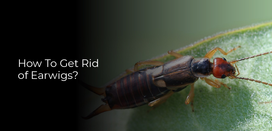 How To Get Rid of Earwigs