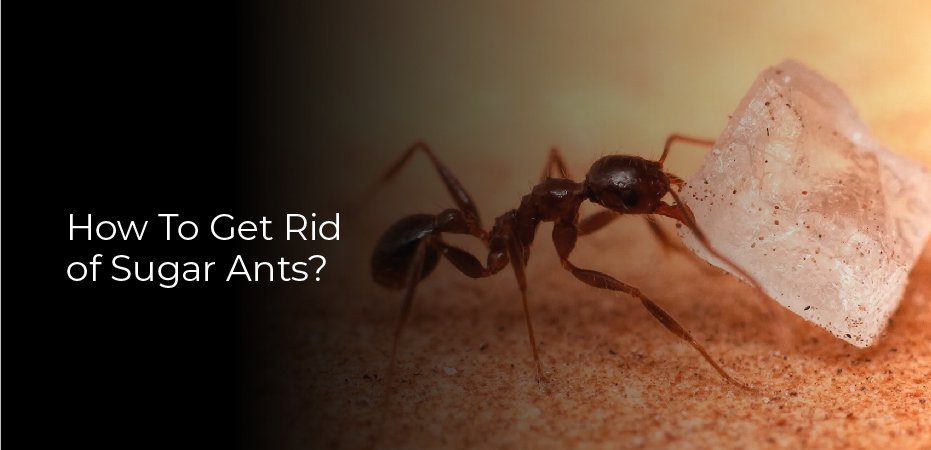 How To Get Rid of Sugar Ants