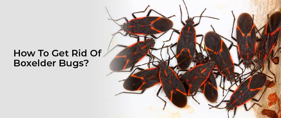 How to get rid of boxelder bugs