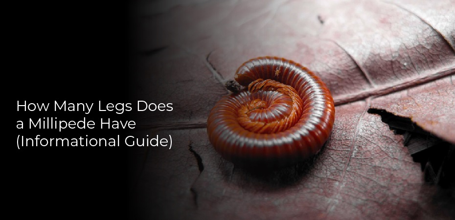 How Many Legs Does a Millipede Have